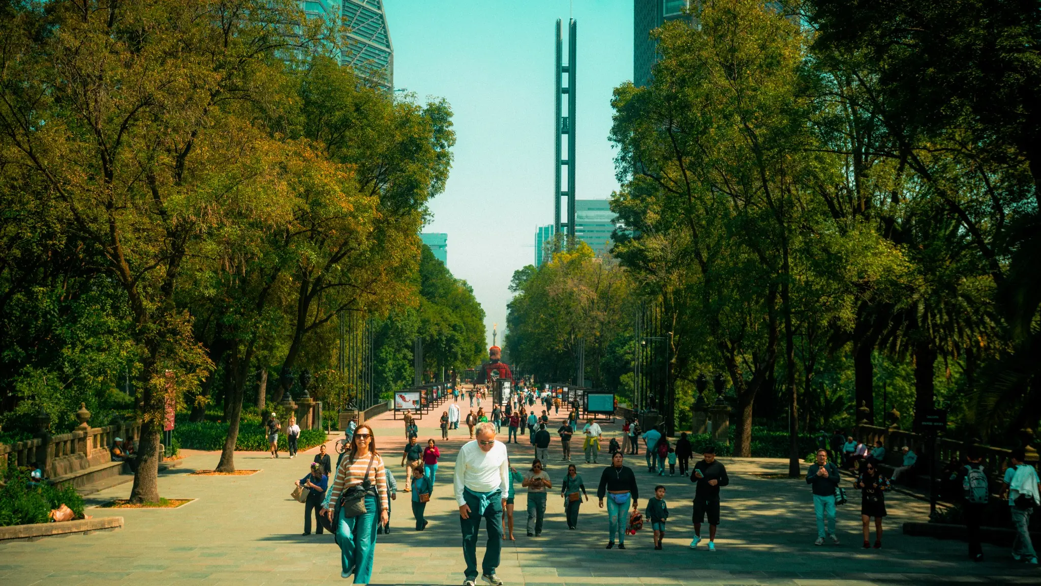 Tree-lined avenue in Mexico City